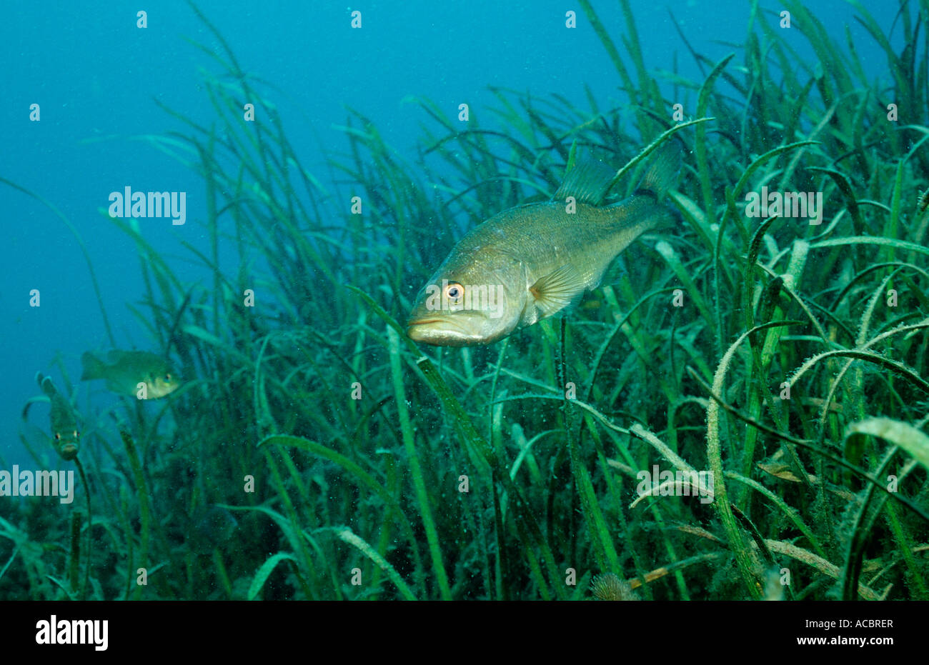 Largemouth bass Micropterus salmoides USA Florida FL Stock Photo