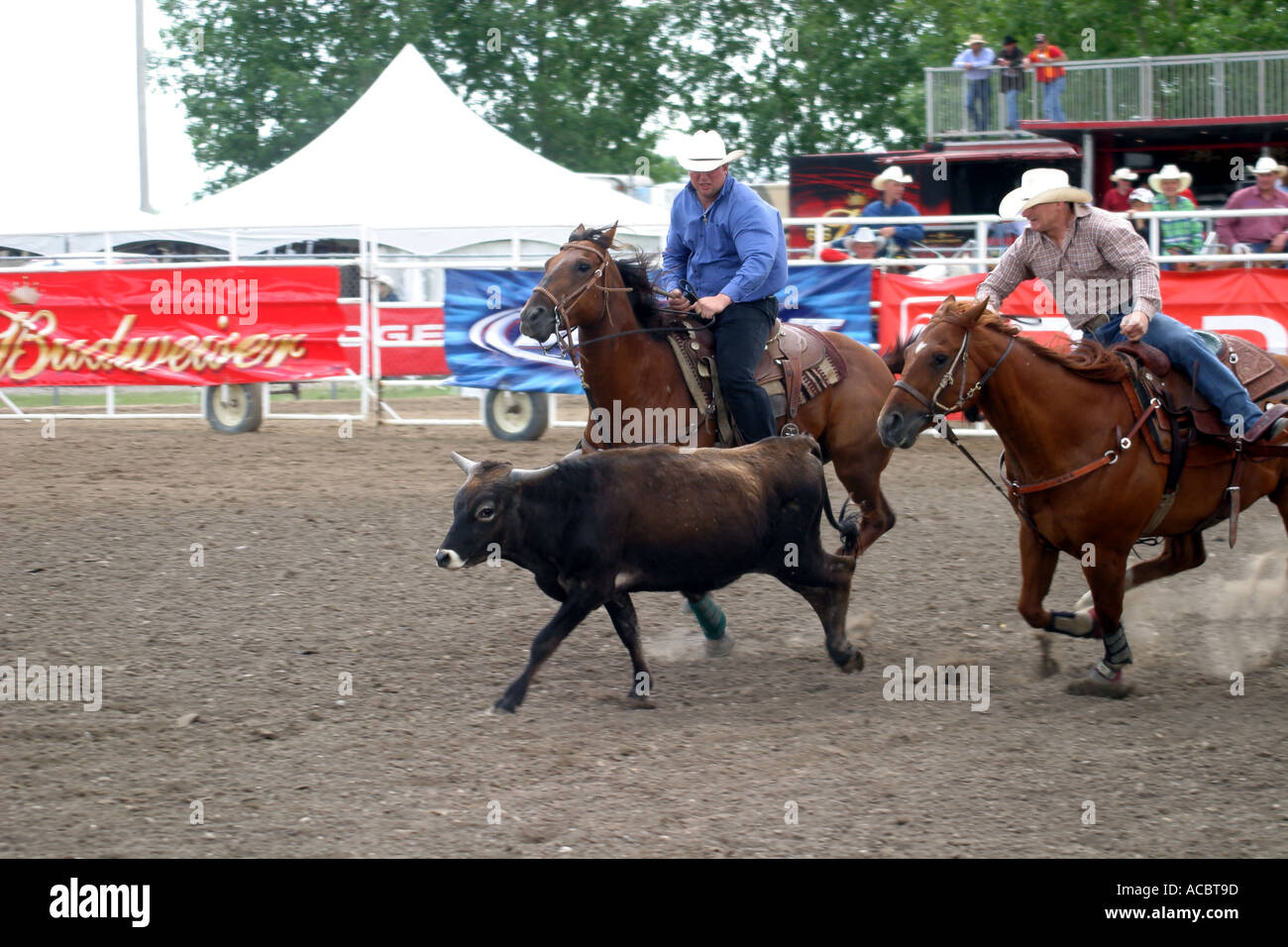 Black tears horse hires stock photography and images Alamy