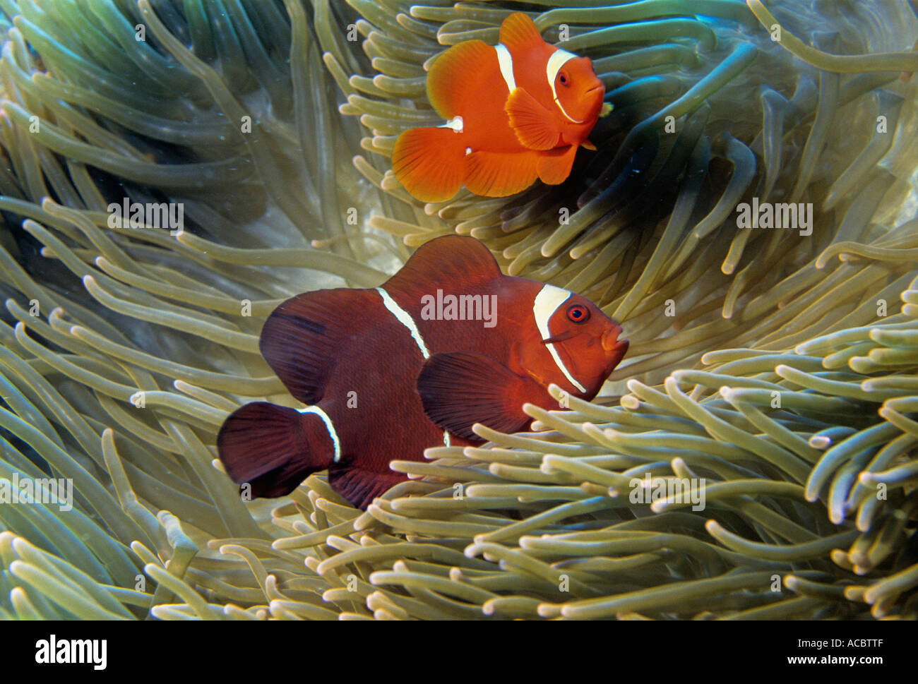 anemon fishes Amphiprion percula wakatobi dive resort island of sulawesi indonesia Stock Photo