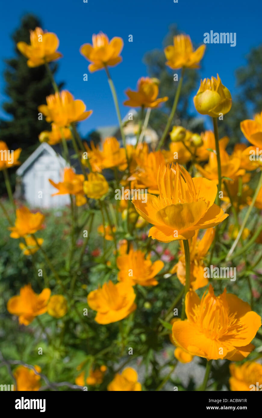Trollius- orange globe flowers Stock Photo