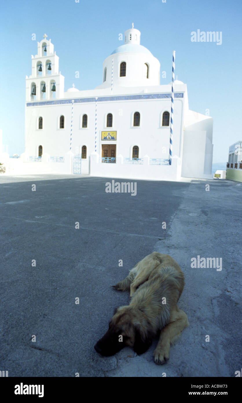 Dog sleeping in the shadow with whitewashed church in the background Santorini island Cyclades Greece Europe Stock Photo