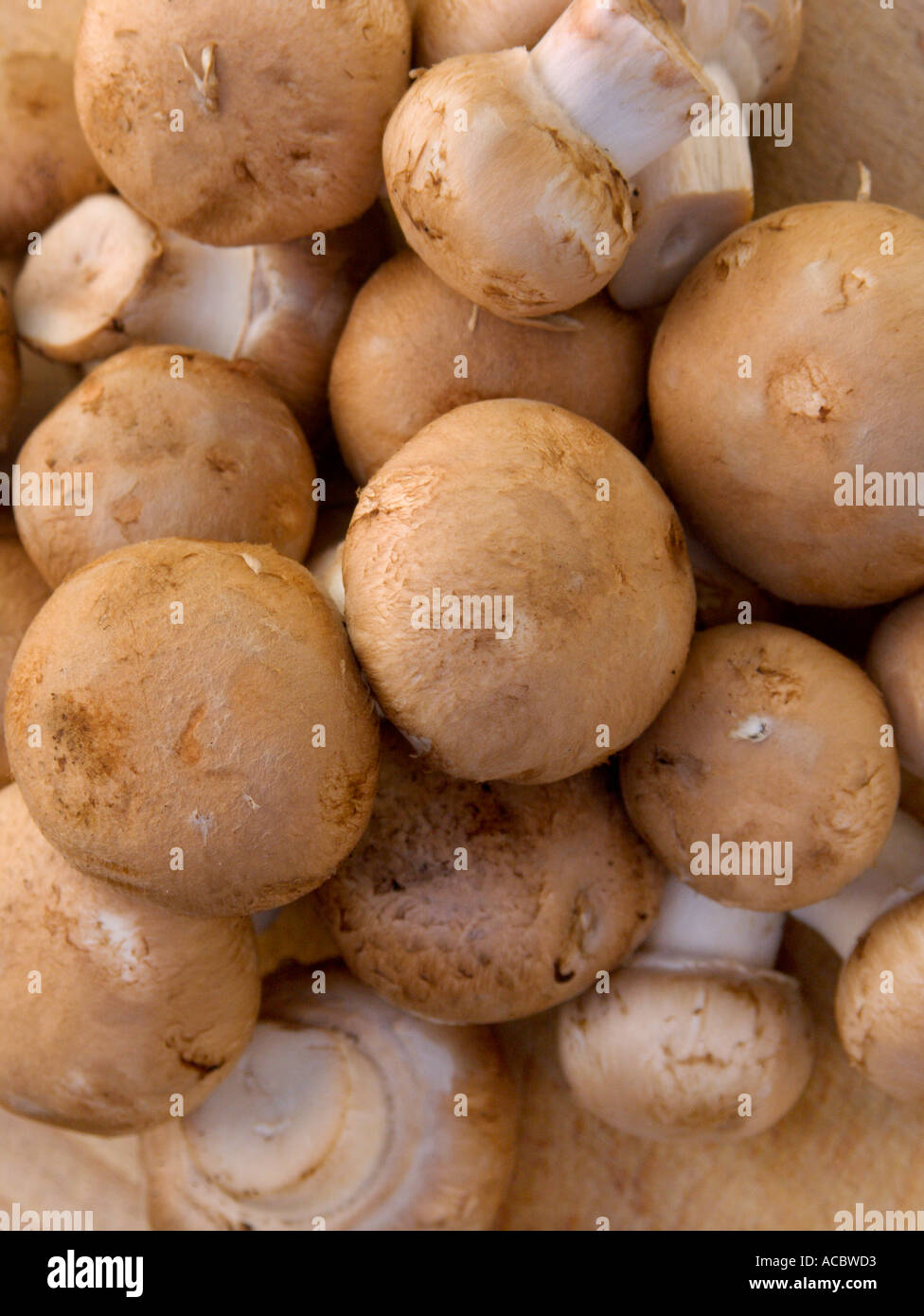 Chestnut mushrooms Stock Photo
