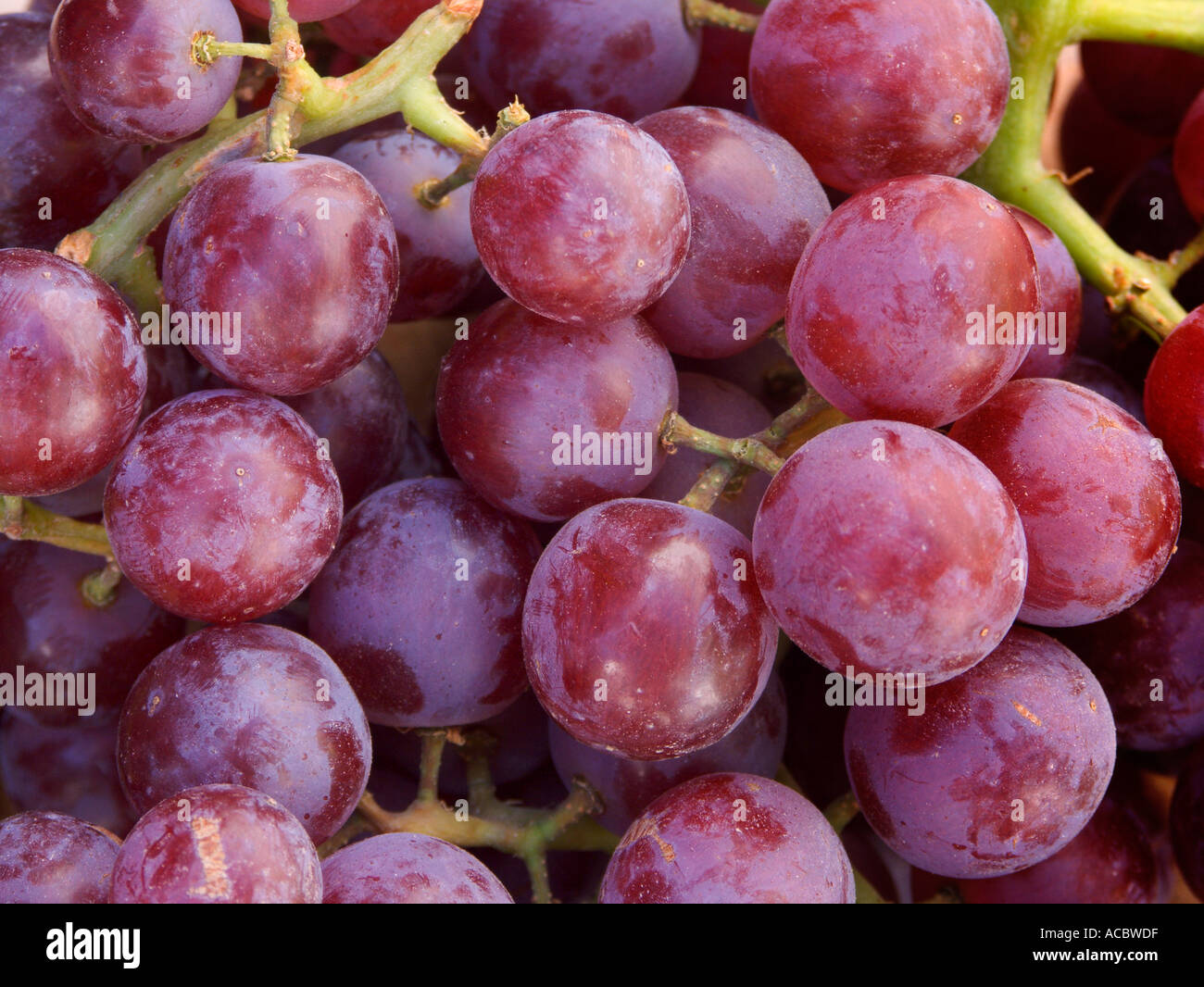 Grapes On Gout at Charles Puleo blog