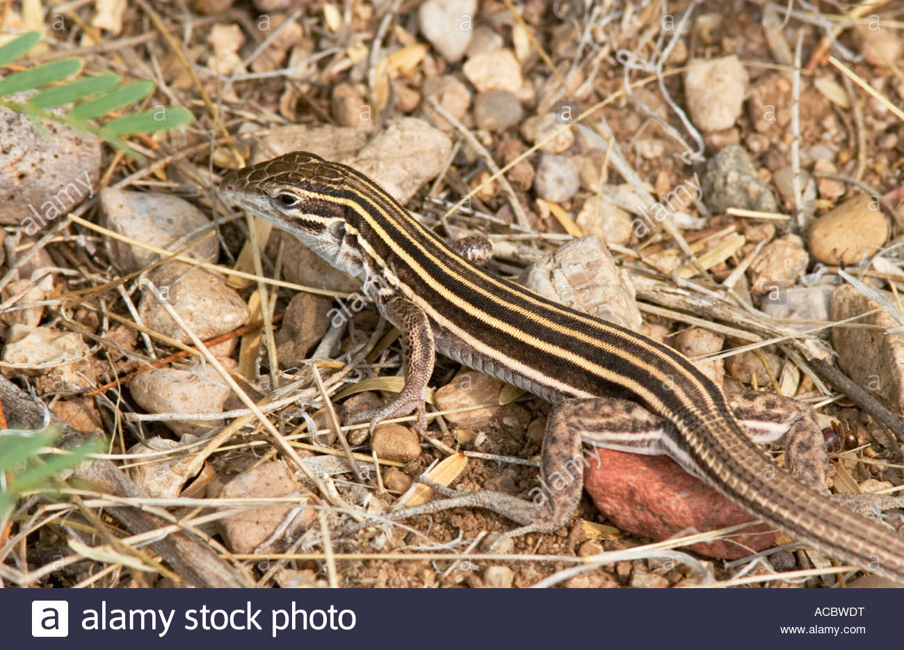 Whiptail Lizard, New Mexico High Resolution Stock Photography and ...