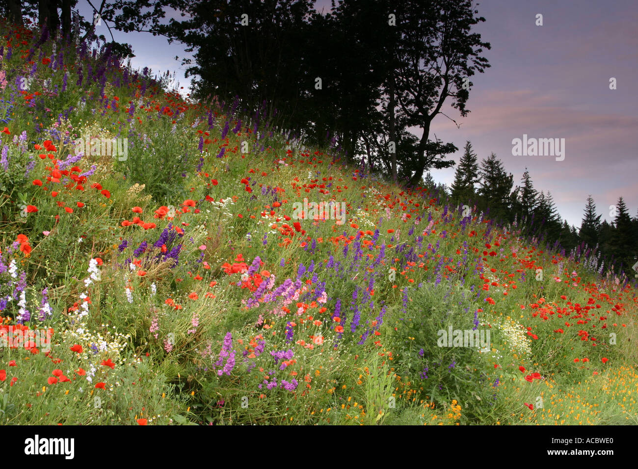 Wild flowers on sloping hillside, Seatle Wa Stock Photo Alamy