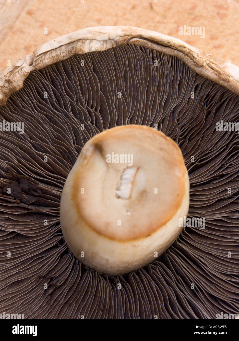 Large mushroom Stock Photo