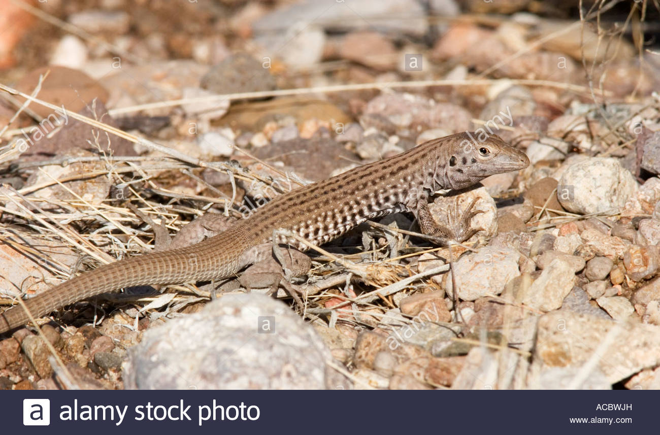 Western Whiptail Lizard High Resolution Stock Photography and Images ...