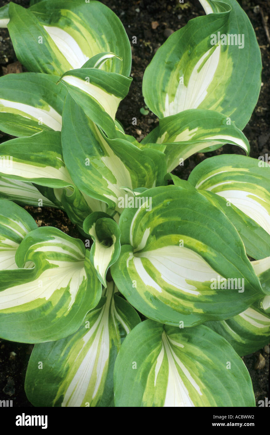 Hosta undulata var undulata hi-res stock photography and images - Alamy
