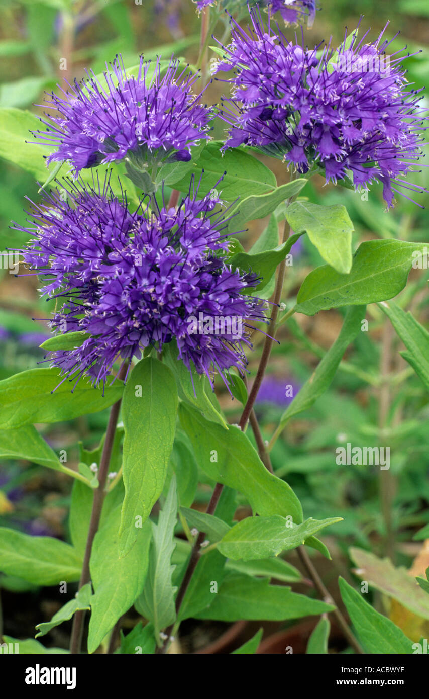 Caryopteris x clandonensis 'Worcester Gold', blue flowers Stock Photo