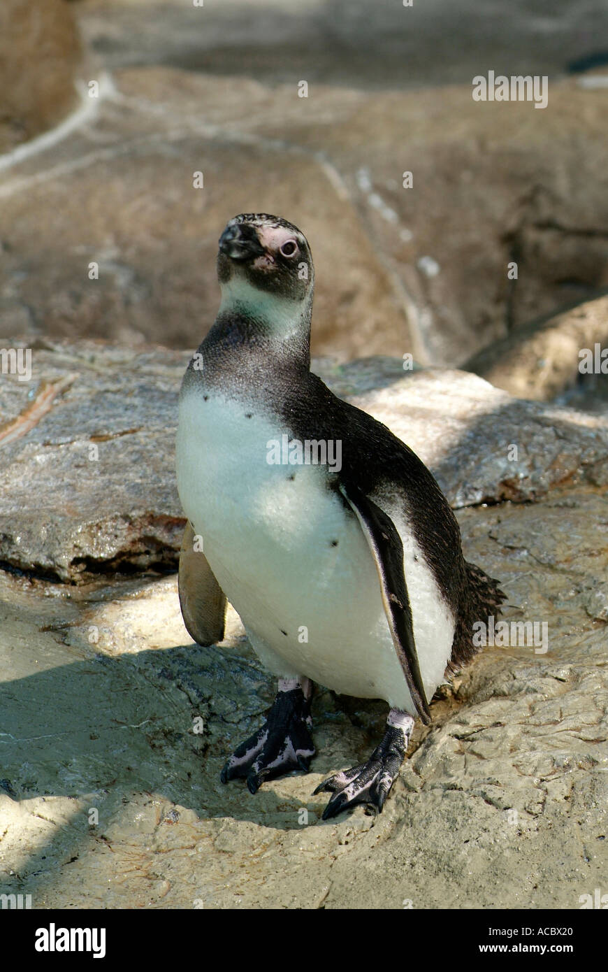 Penguins at the Potter Park Zoo Lansing Michigan Stock Photo Alamy