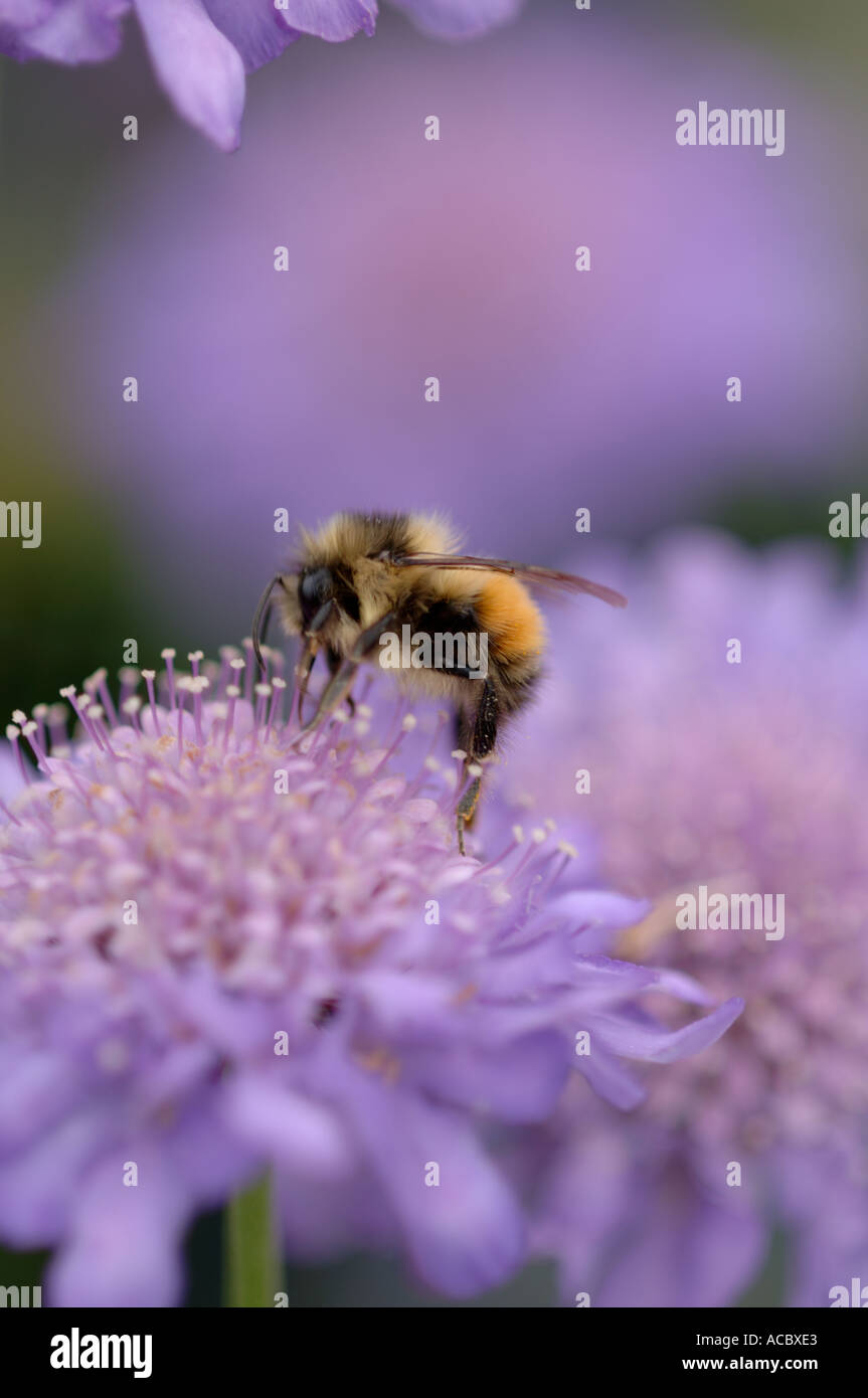 honey bee gathering nectar on dwarf pincushion flower scabiosa looking