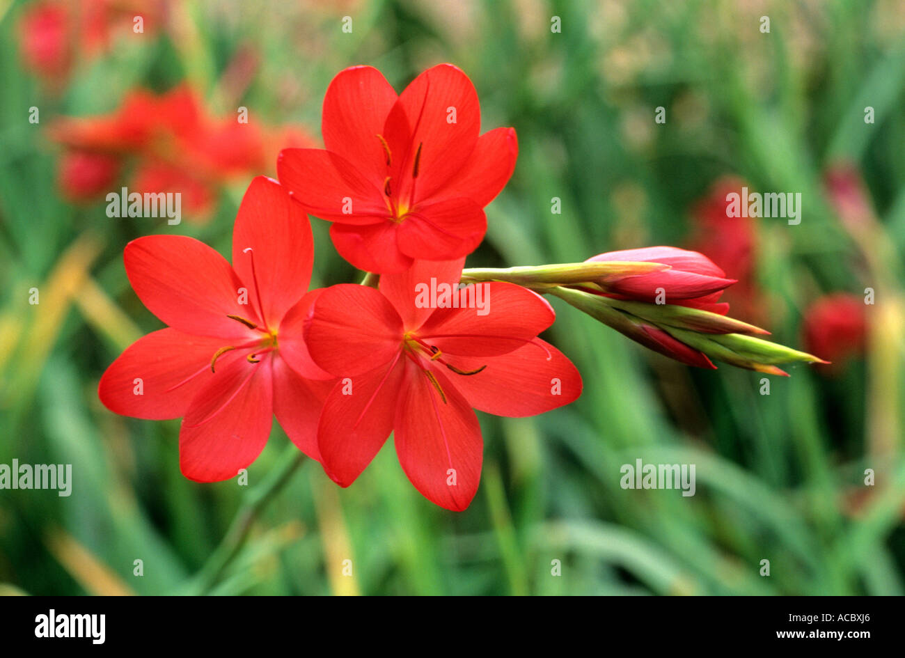 Schizostylis coccinea 'Major', red flower flowers garden plant plants Kaffir Lily, lillies Stock Photo