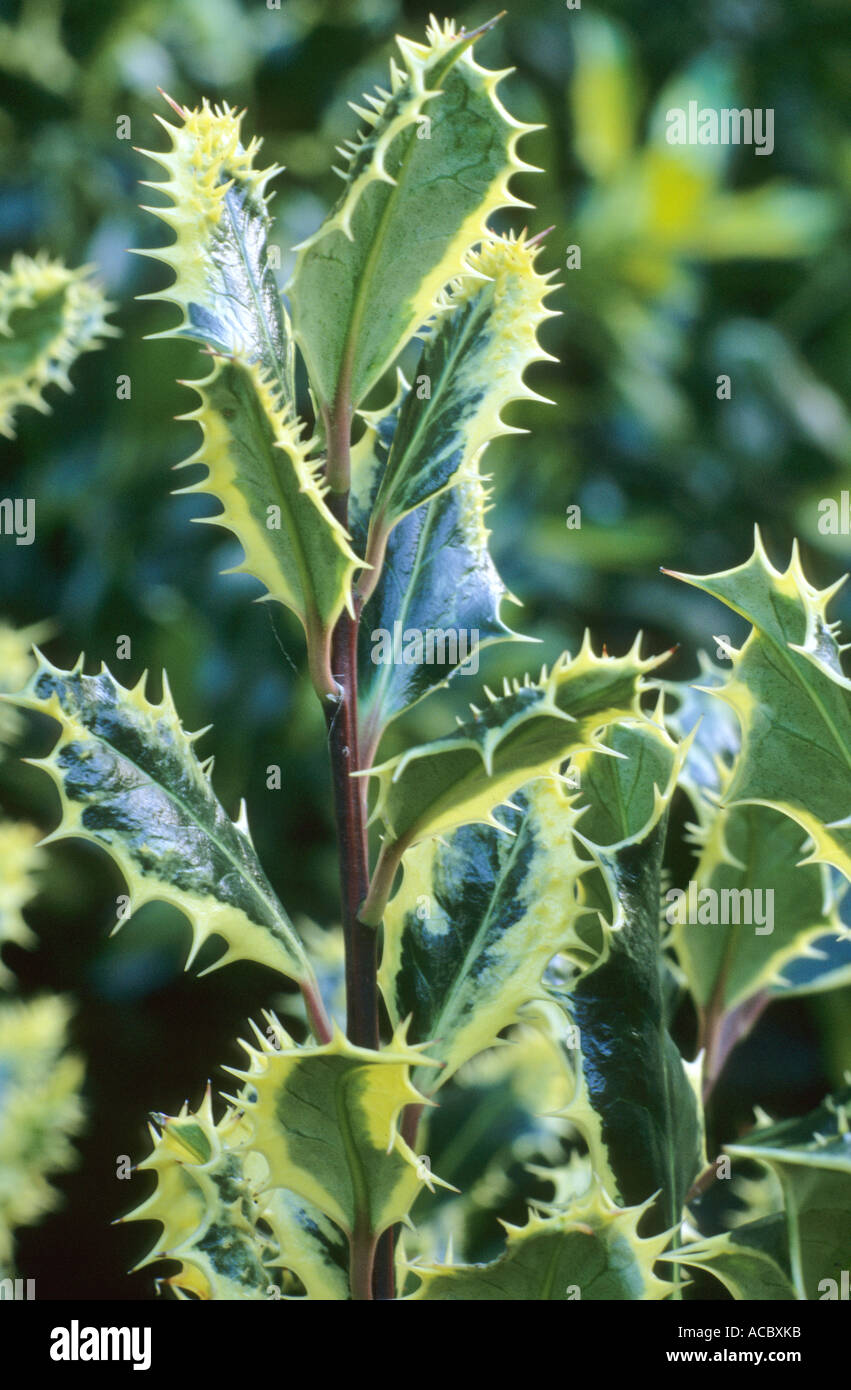 Ilex aquifolium 'Ferox Argentea', Holly, variegated leaf hollies Stock Photo