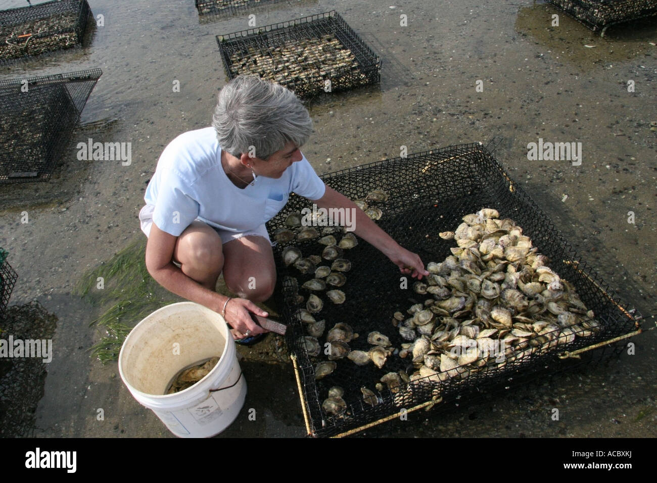 Harvesting Oysters Stock Photos & Harvesting Oysters Stock Images Alamy