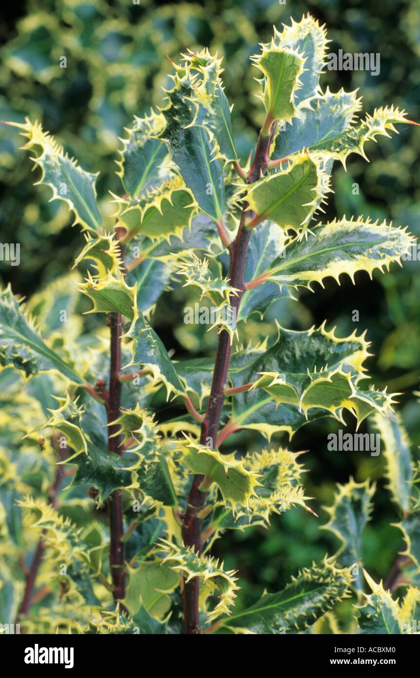 Ilex aquifolium 'Ferox Argentea', Holly, variegated leaf hollies Stock