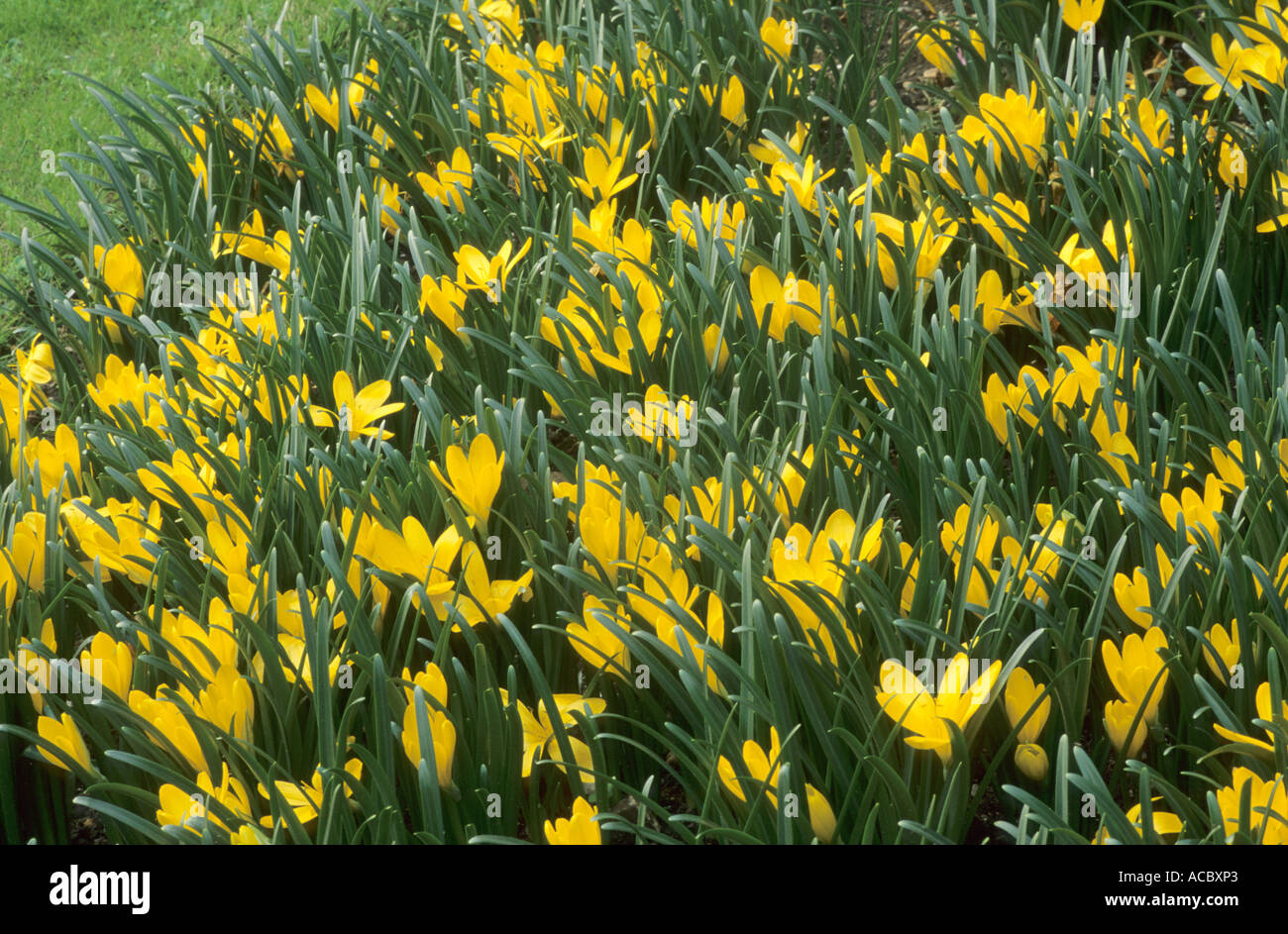 Sternbergia lutea in drift Stock Photo