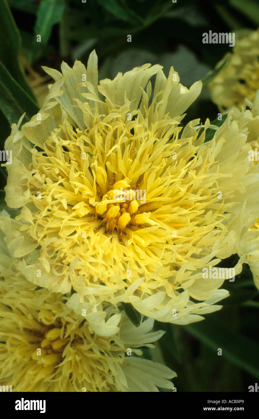 Stokesia laevis Mary Gregory Stock Photo - Alamy
