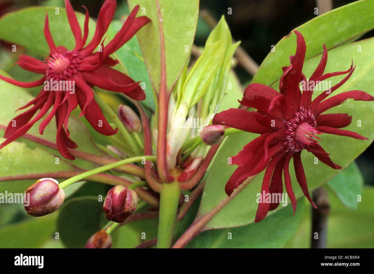Illicium floridanum, Purple Anise Stock Photo