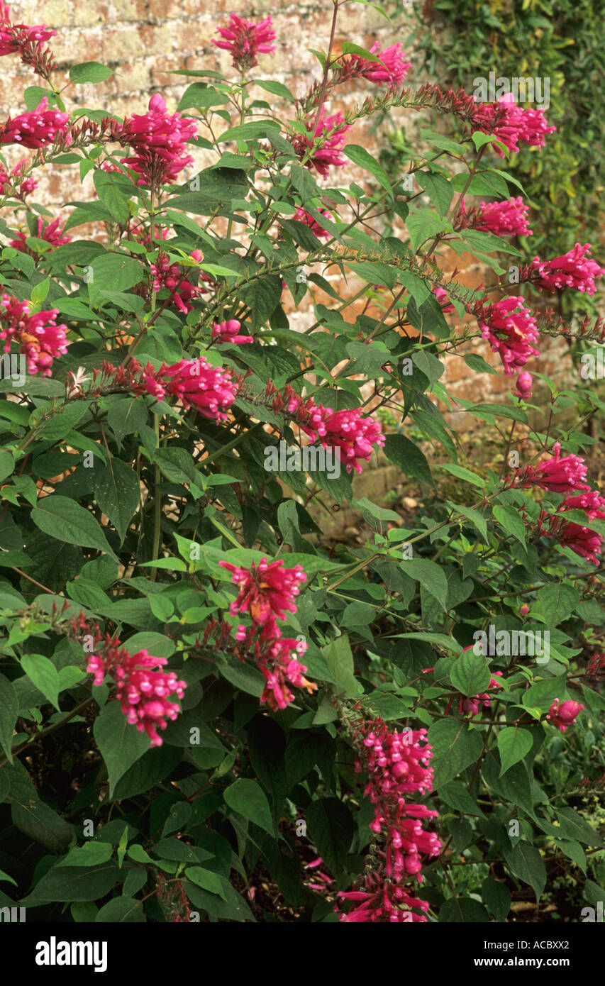 Salvia involucrata 'Bethellii' Stock Photo