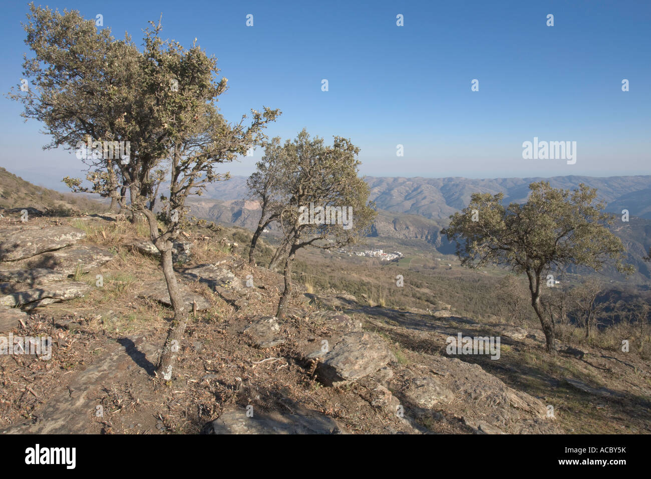 Holm oak trees above Portugos Las Alpujarras Andalucia Spain Stock Photo