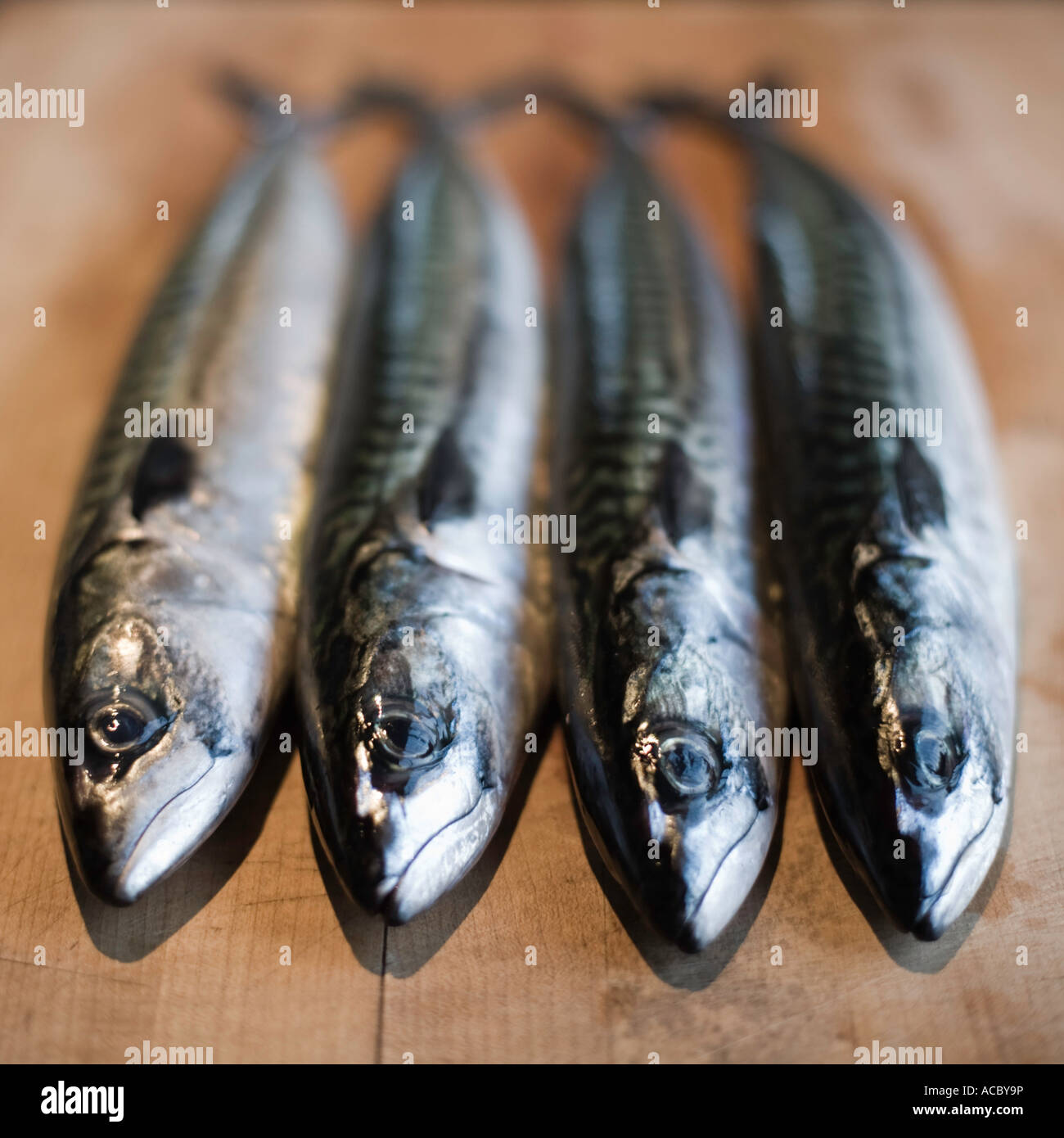 Slimy mackerel hires stock photography and images Alamy