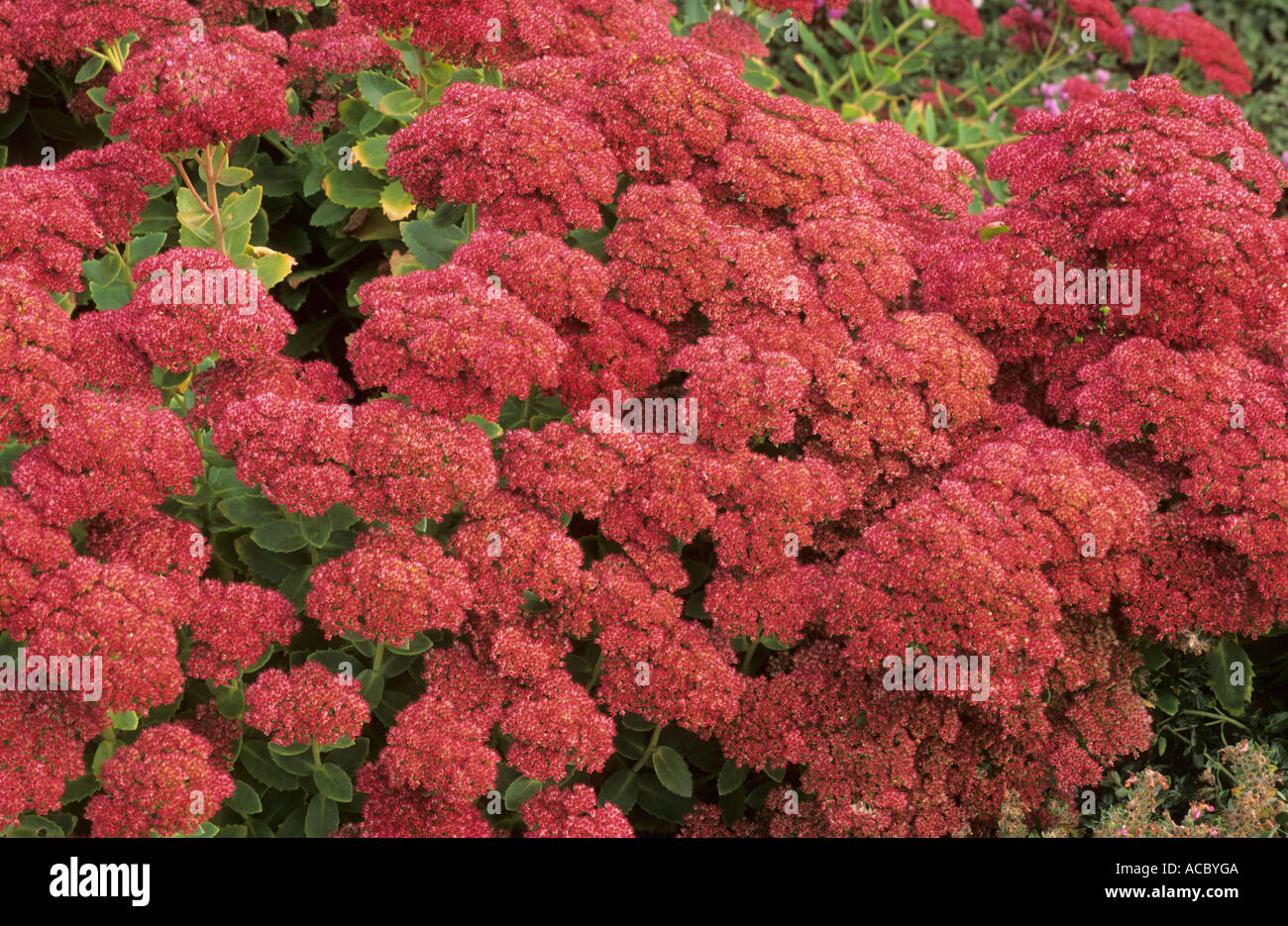 Sedum 'Autumn Joy', 'Herbstfreude' sedums stonecrop Stock Photo