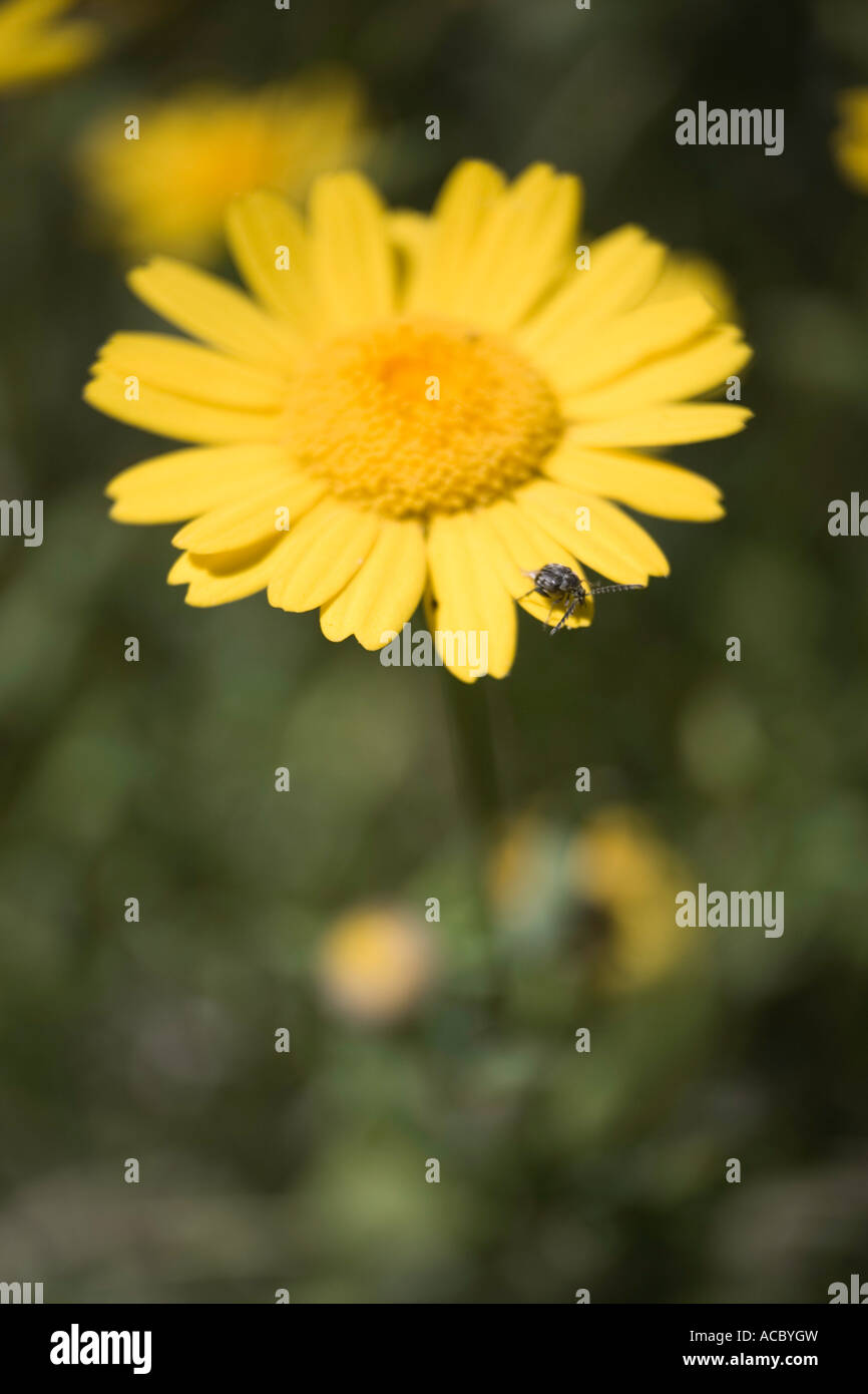 Marigold Calendula with insect Stock Photo - Alamy