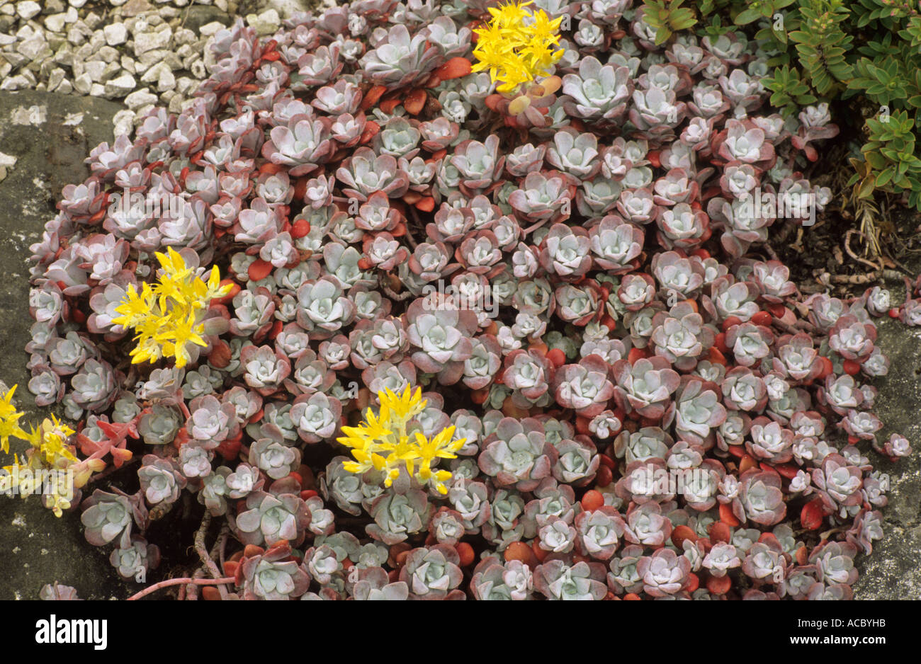 Sedum spathulifolium 'Purpureum' Stock Photo