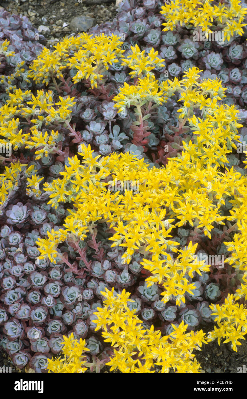 Sedum spathulifolium 'Purpureum' Stock Photo