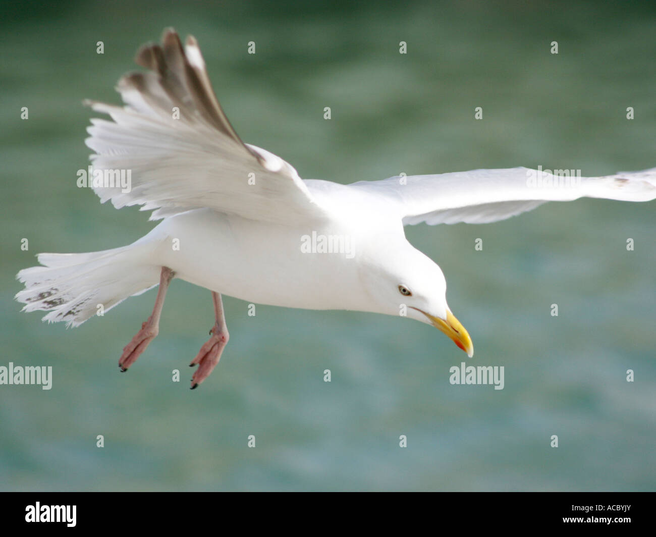 A seagull flying against across the sea. Stock Photo