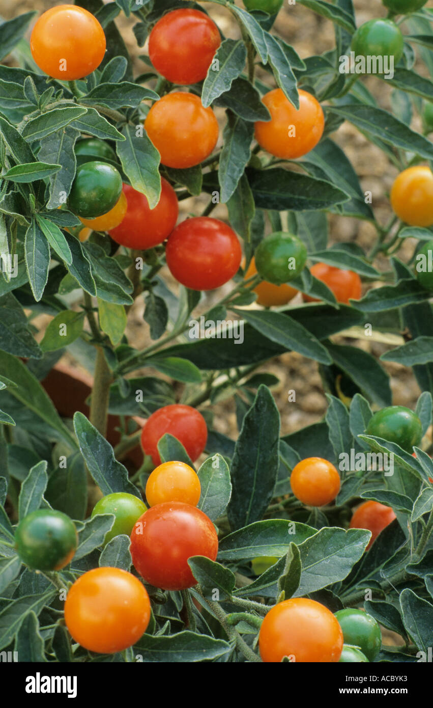 Solanum capsicastrum, Winter Cherry Stock Photo