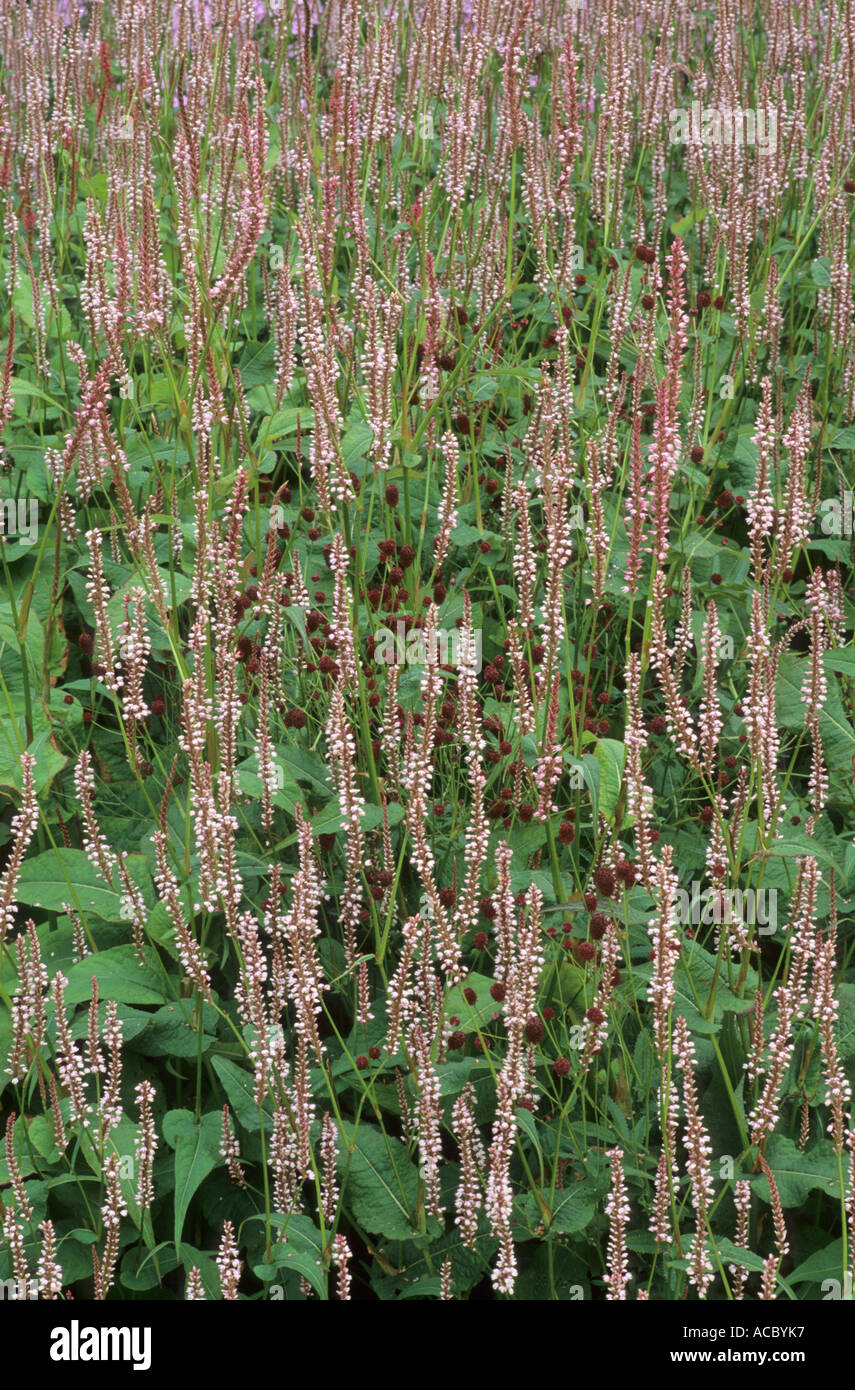 Persicaria amplexicaulis rosea hi-res stock photography and images - Alamy