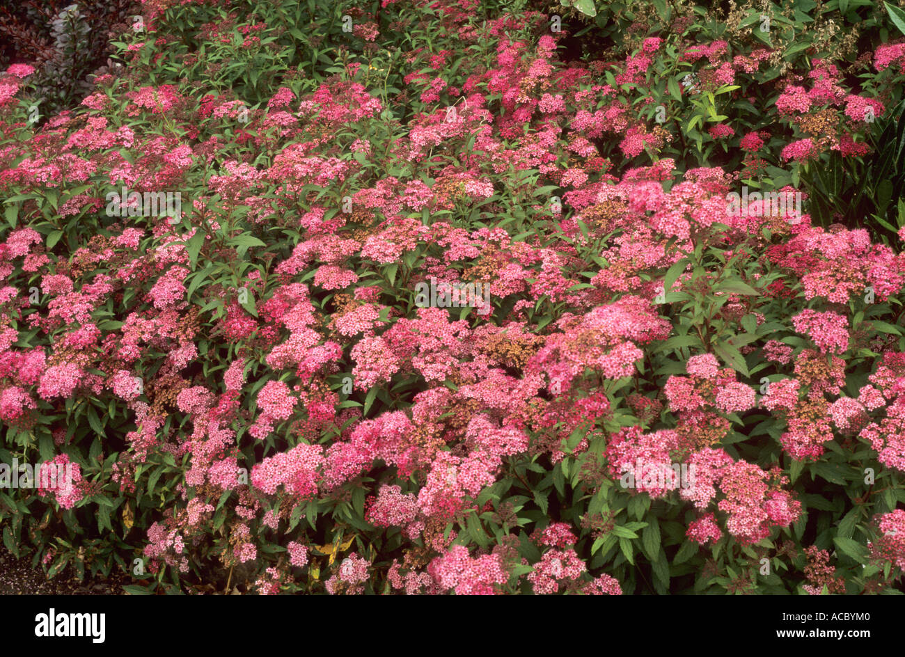 Florez Nursery Spiraea Japonica Anthony Waterer