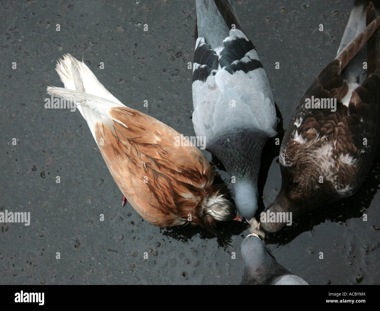 Pecking order - a collection of pigeons feeding. Stock Photo