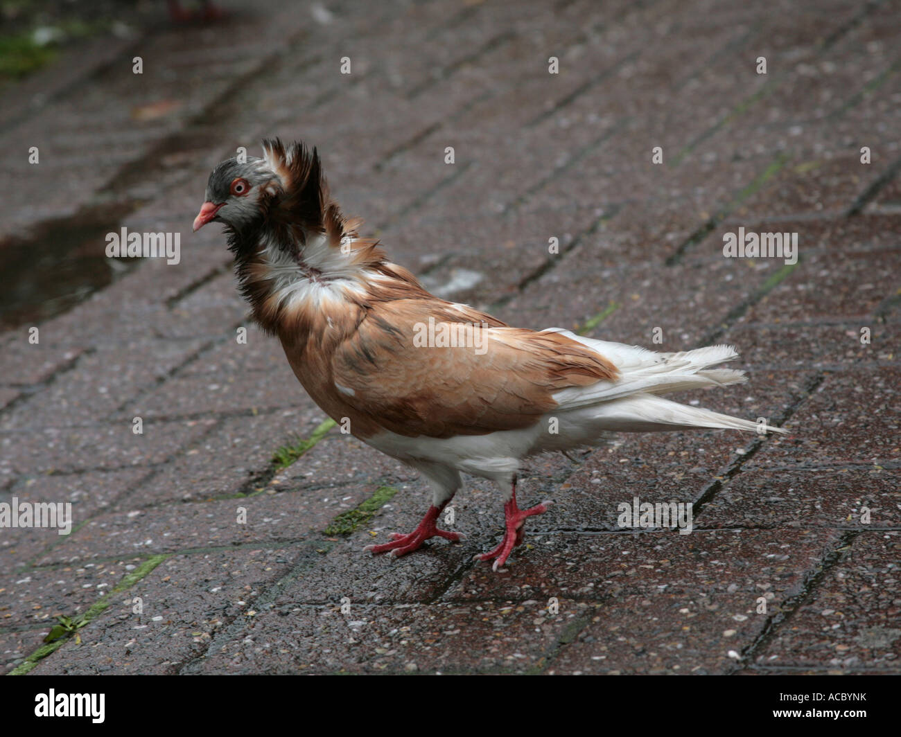 A fancy pigeon with a large ruff around the neck. Stock Photo