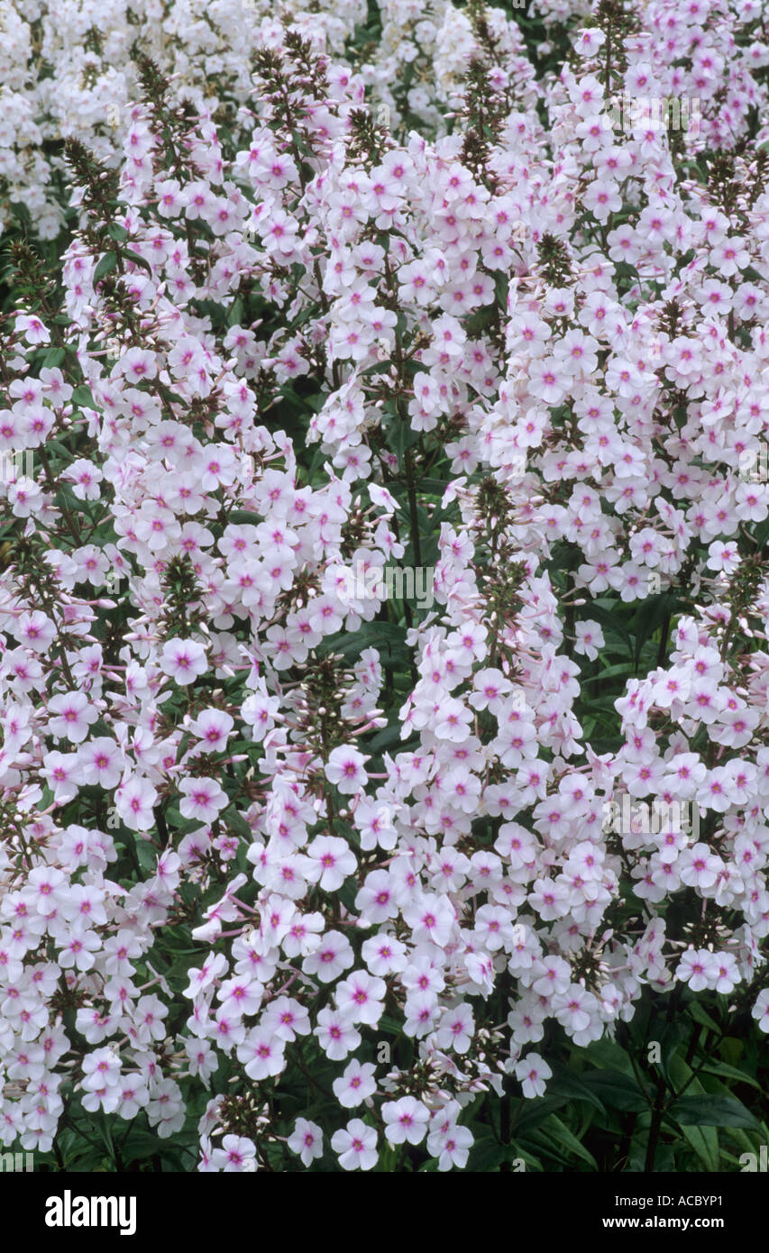 Phlox maculata 'Delta' Stock Photo
