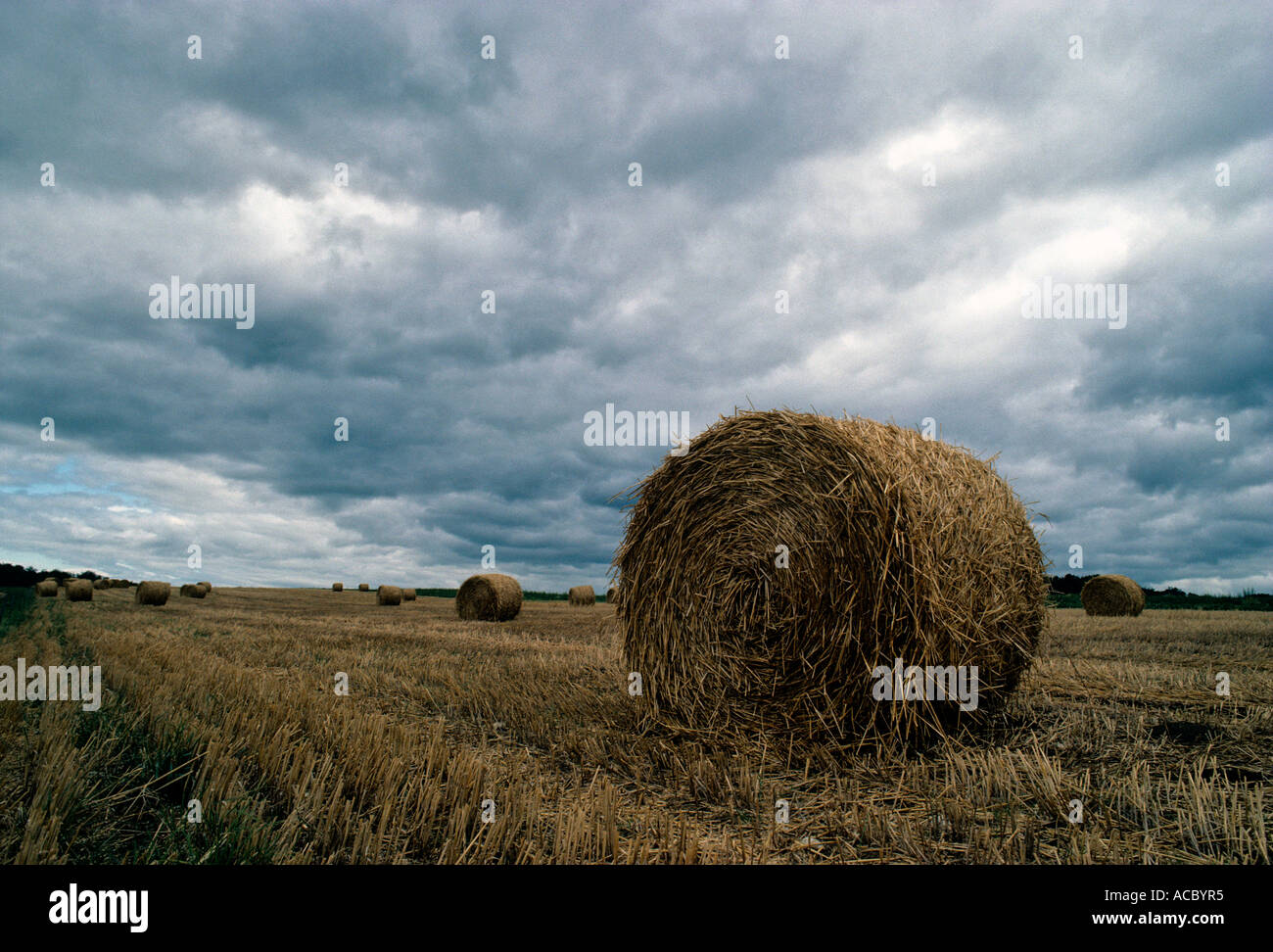 straw bales and cut wheat field Stock Photo