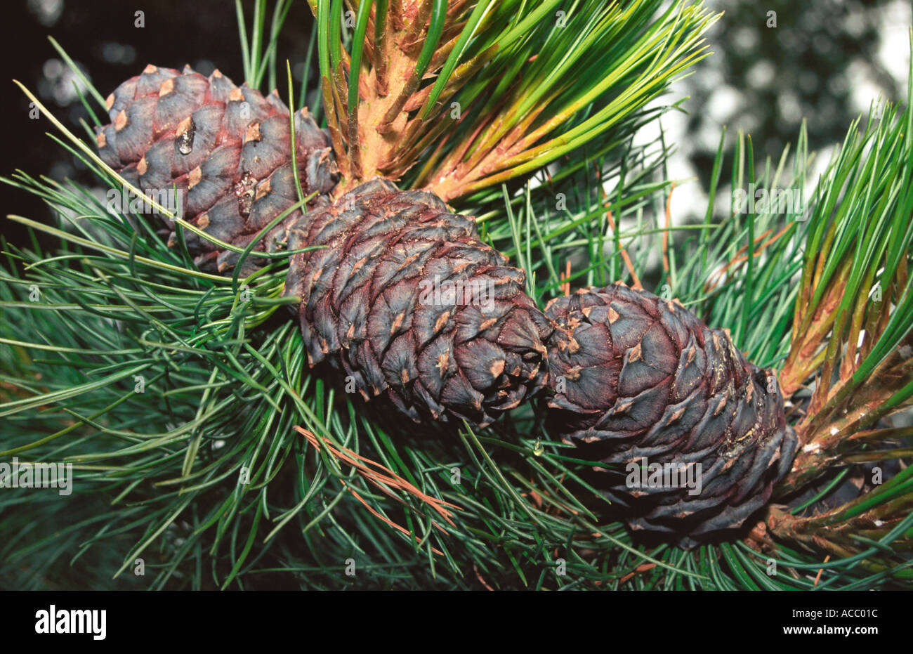 A cedar branch with cones Stock Photo Alamy