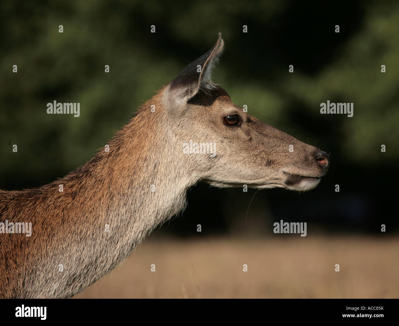 A young red deer in Bushey Park. Stock Photo