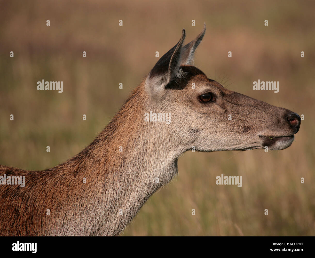A young red deer in Bushey Park. Stock Photo