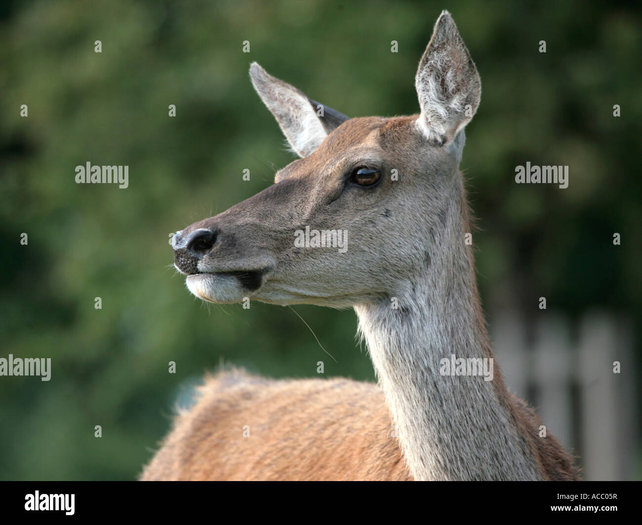A young red deer in Bushey Park. Stock Photo