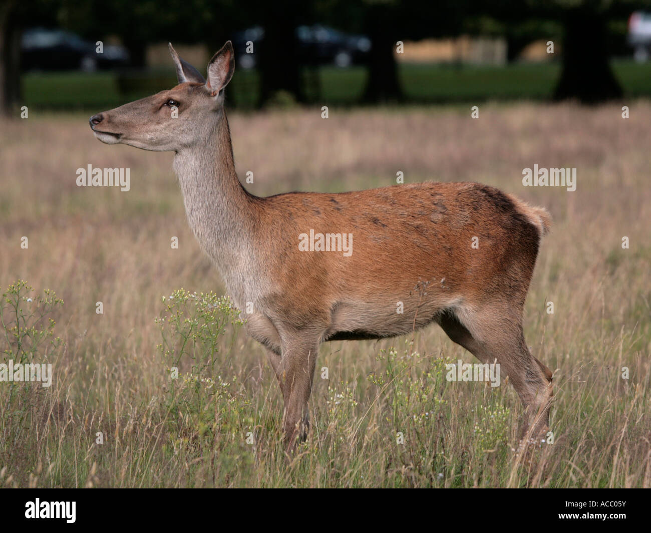 A small red deer in Bushey Park. Stock Photo