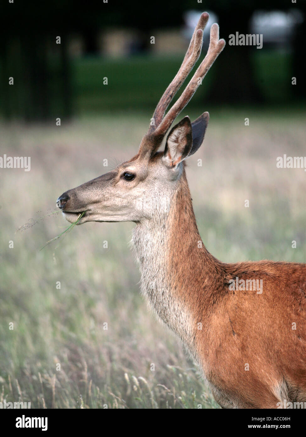 The head and profile of a red deer, in Bushey Park. Stock Photo