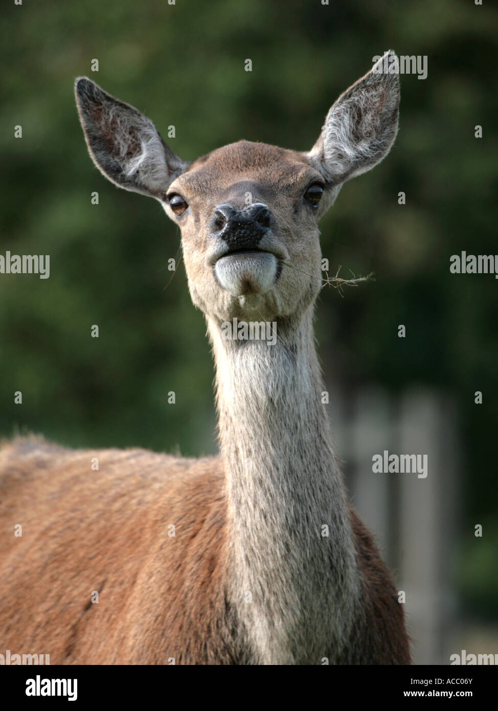 A red deer sniffing the air, in Bushey Park. Stock Photo