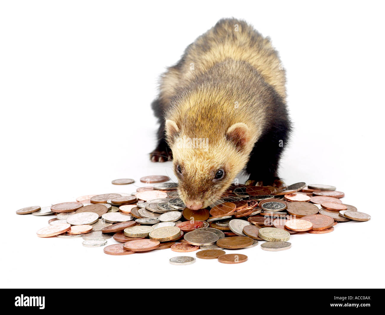 A polecat ferret surround by coins and money. Stock Photo