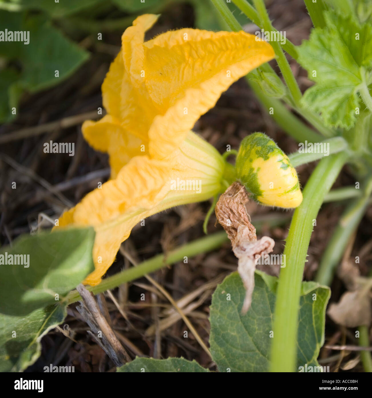 Squash flower and young fruit forming Stock Photo Alamy