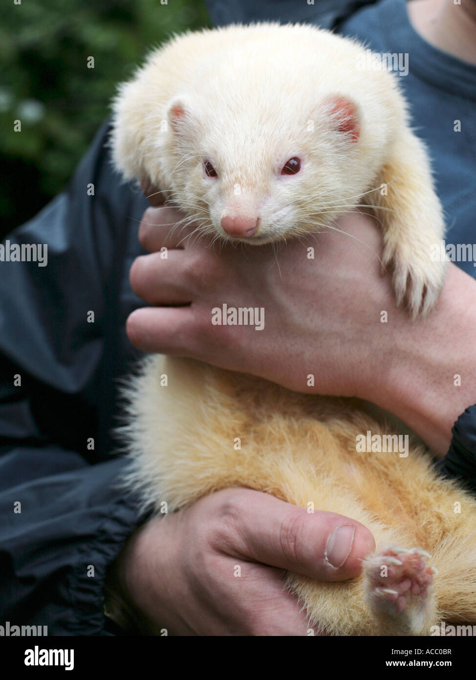 An albino ferret being held Stock Photo Alamy