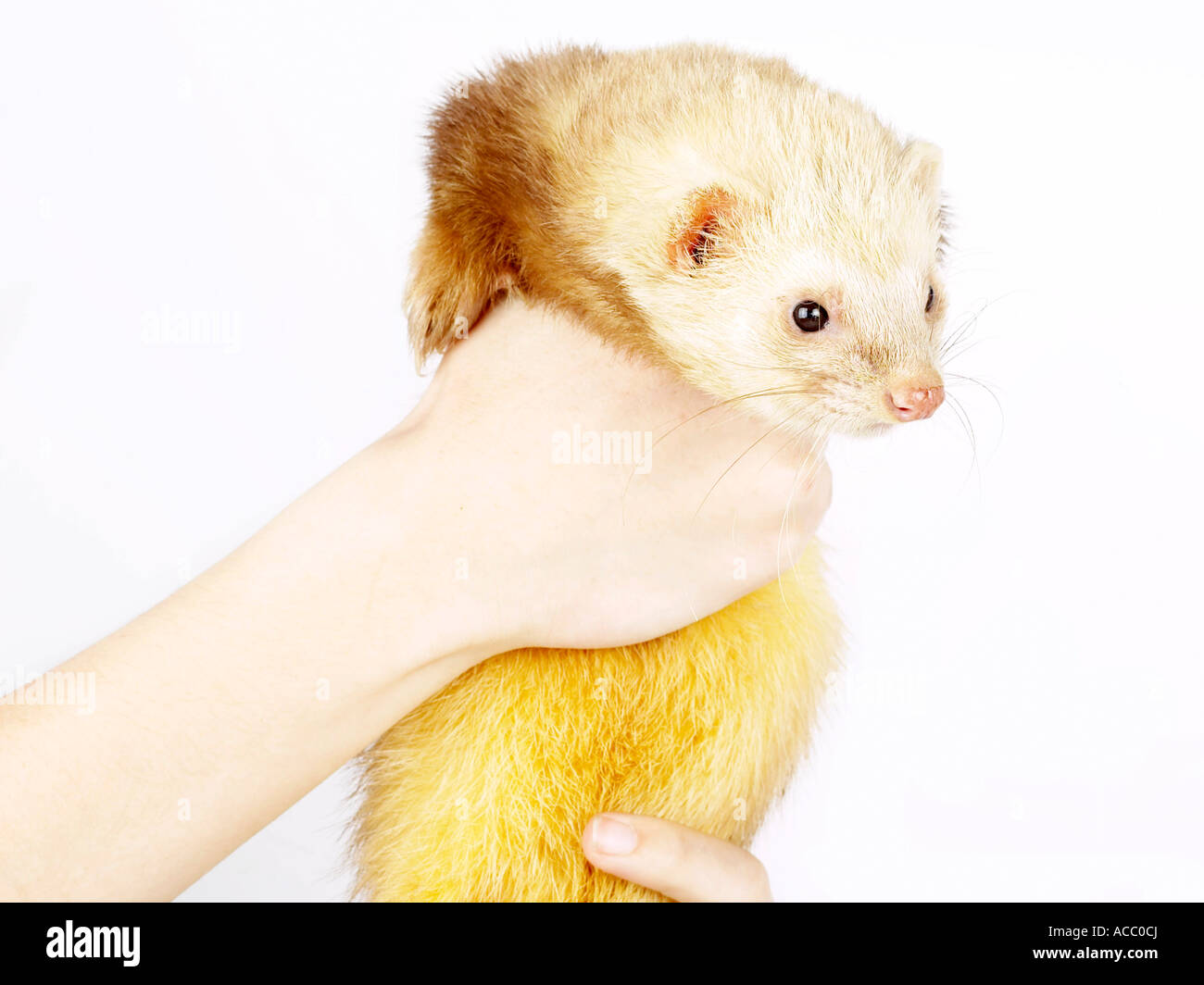 A pale yellow ferret being held Stock Photo Alamy