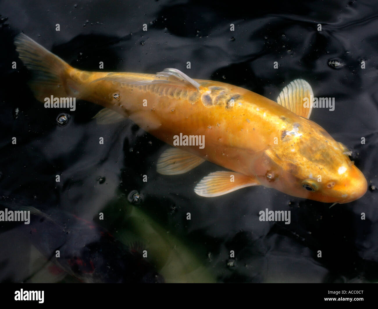 A lucky gold koi carp underwater Stock Photo Alamy