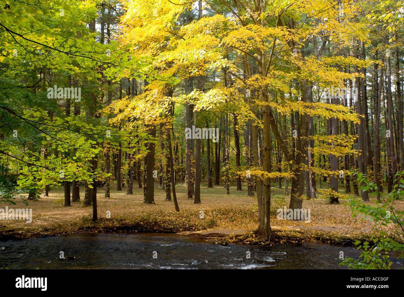 Trees changing colour in autumn hi-res stock photography and images - Alamy